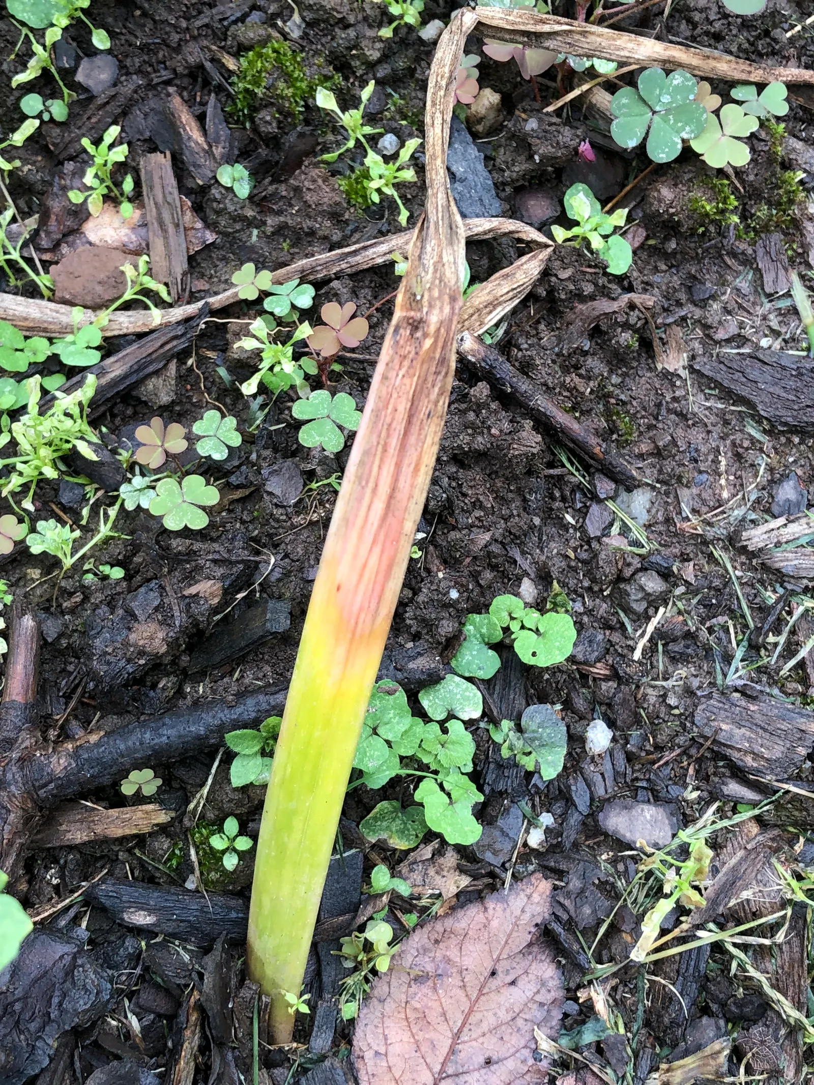 Daffodil, Trumpet Narcissus (Narcissus Pseudonarcissus) — the Daffodil thrives in full to partial sunlight and prefers well-draining soils with, image 68