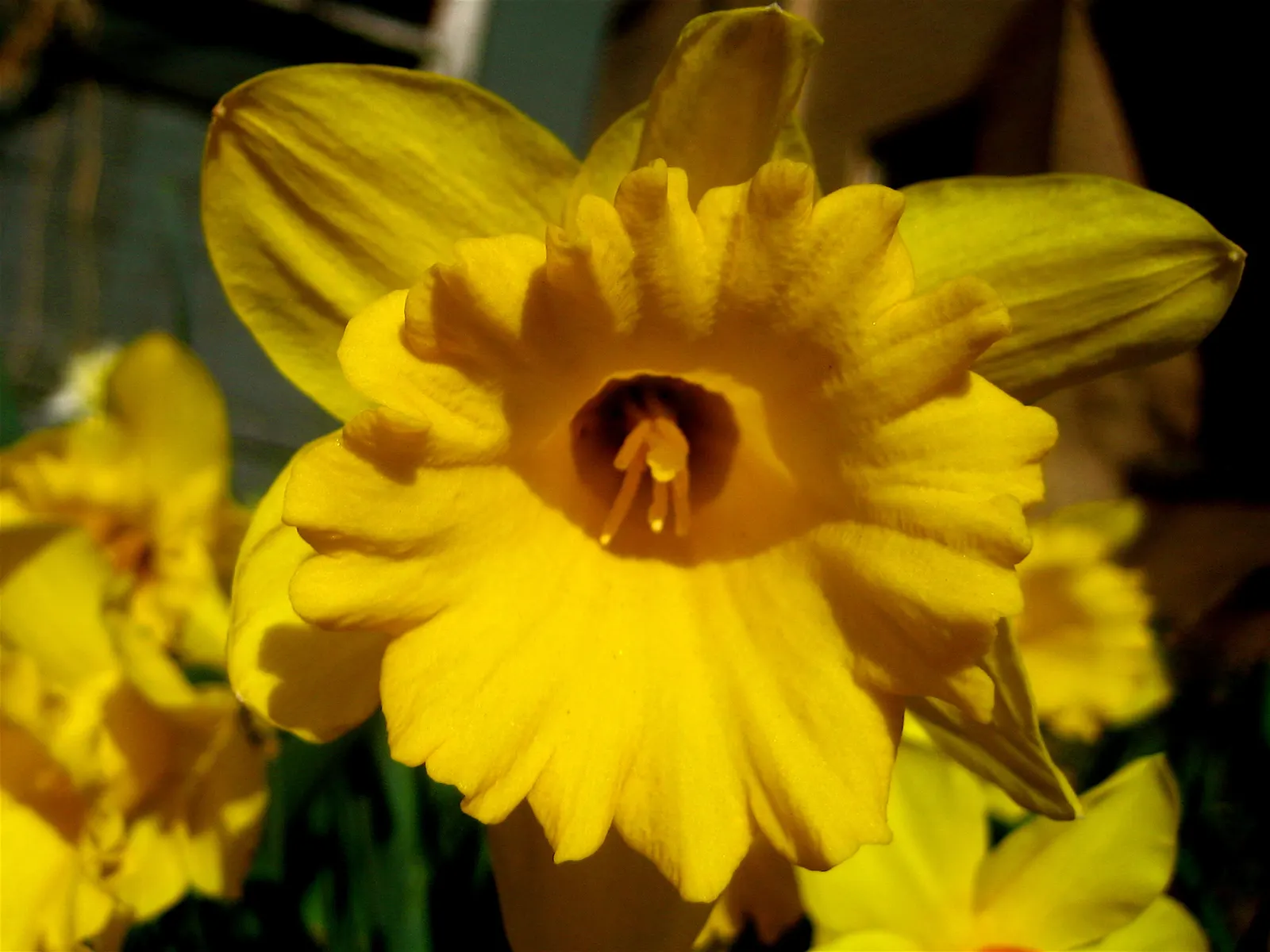 Daffodil, Trumpet Narcissus (Narcissus Pseudonarcissus) — trumpet-like corona and surrounding petals; deer and rodent-resistant, image 115