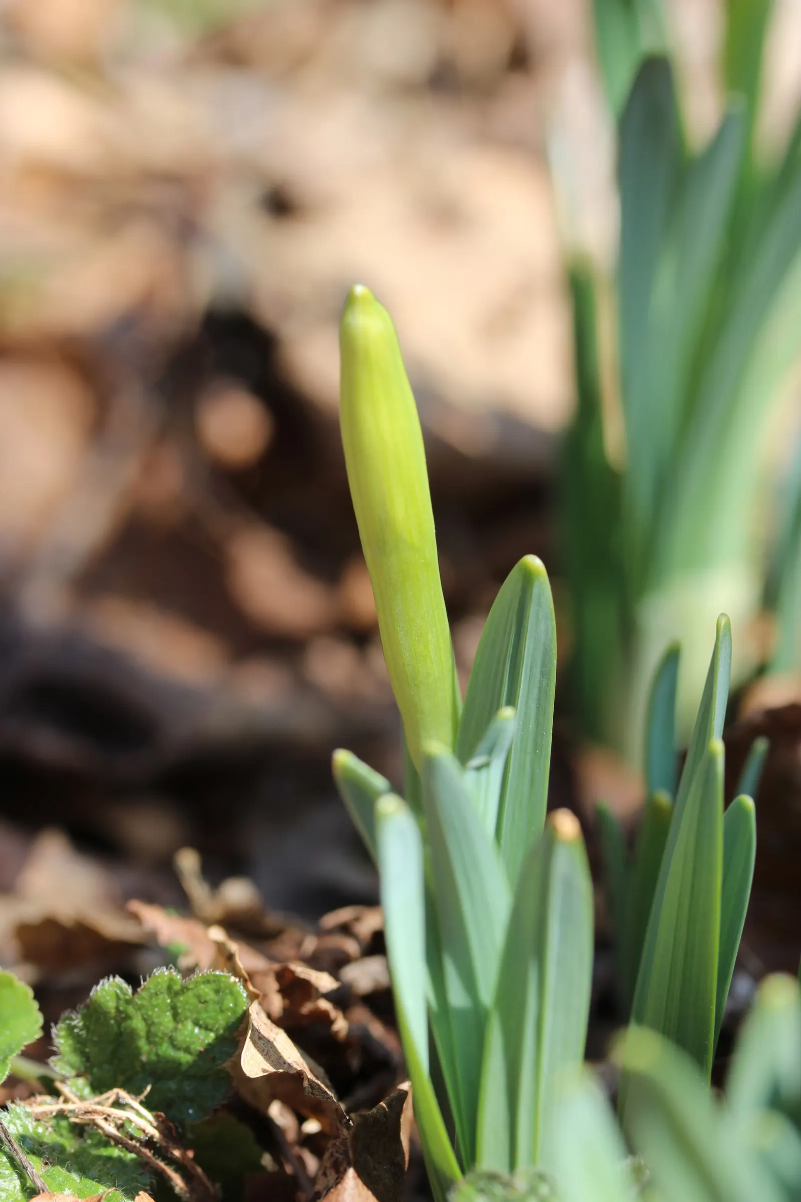 Daffodil, Trumpet Narcissus (Narcissus Pseudonarcissus) — Thriving in USDA zones 3-8, it reaches heights of about 14-20 inches with a spread of 3-6, image 137