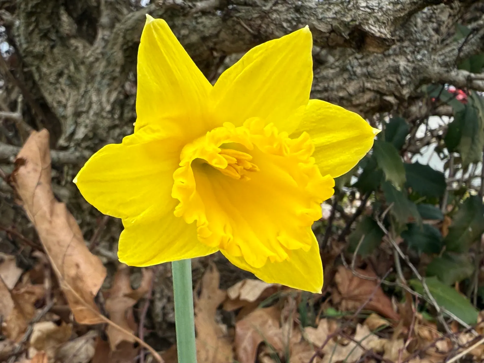 Daffodil, Trumpet Narcissus (Narcissus Pseudonarcissus) — is a perennial spring bloomer that commands attention with its iconic; with colors, image 60