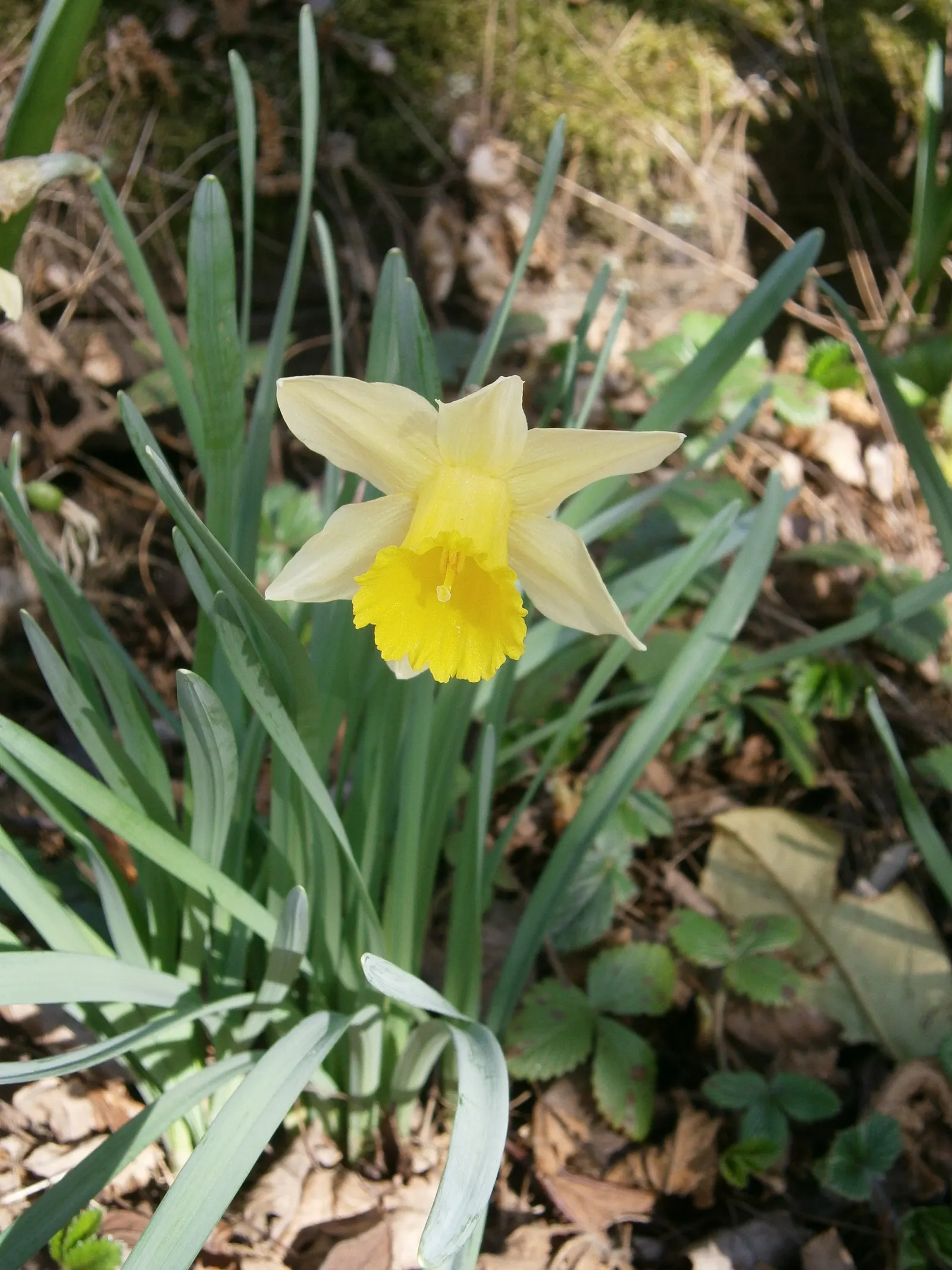 Daffodil, Trumpet Narcissus (Narcissus Pseudonarcissus) — Maintenance is minimal - after blooming; set atop sturdy stalks that can reach up to 16, image 129