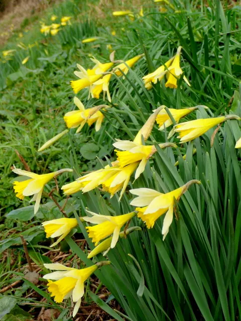 Daffodil, Trumpet Narcissus (Narcissus Pseudonarcissus) — Thriving in USDA zones 3-8, it reaches heights of about 14-20 inches with a spread of 3-6, image 56