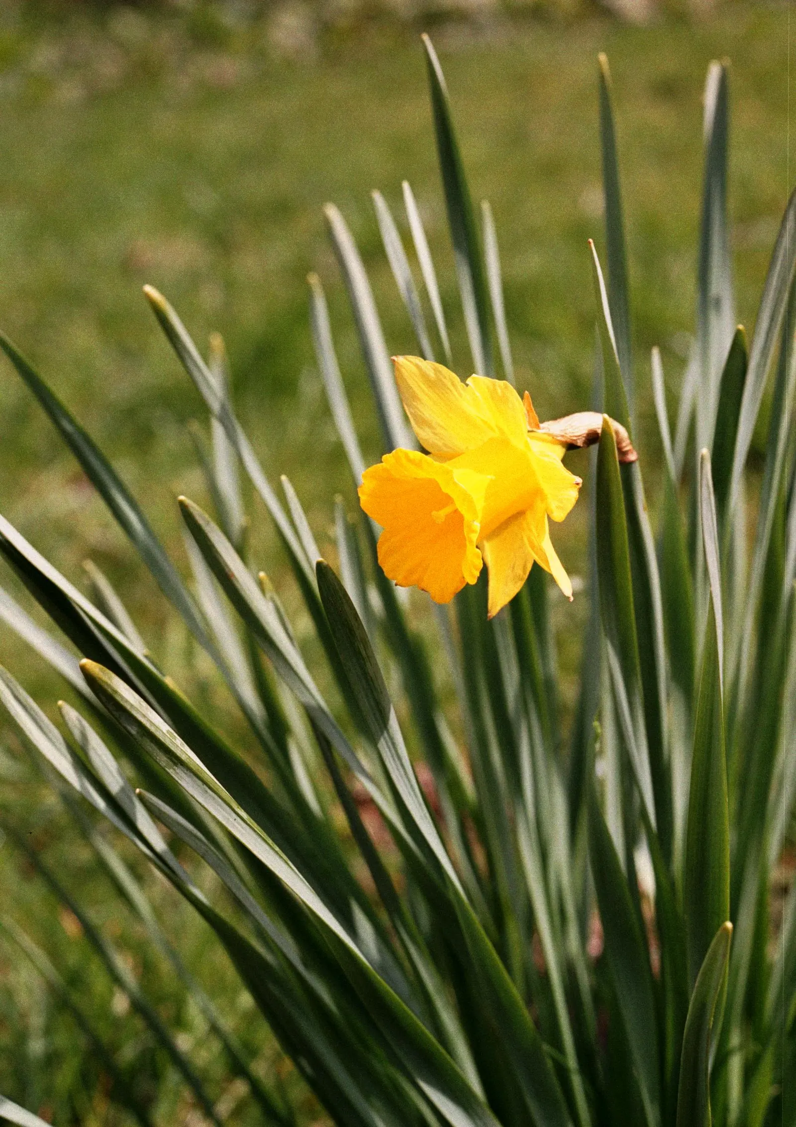 Daffodil, Trumpet Narcissus (Narcissus Pseudonarcissus) — This ensures the bulbs are reinvigorated for the following season, image 104