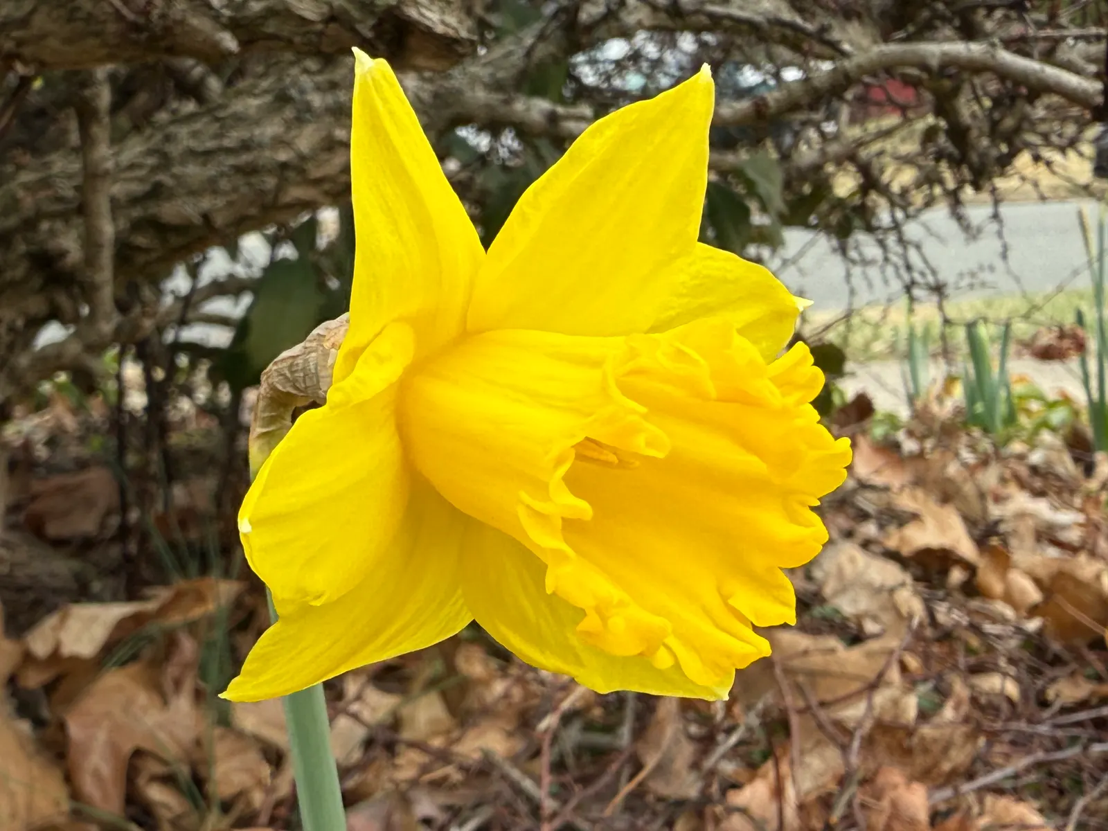 Daffodil, Trumpet Narcissus (Narcissus Pseudonarcissus) — will encourage a robust spring display; this classic emblem of spring boasts blooms, image 98