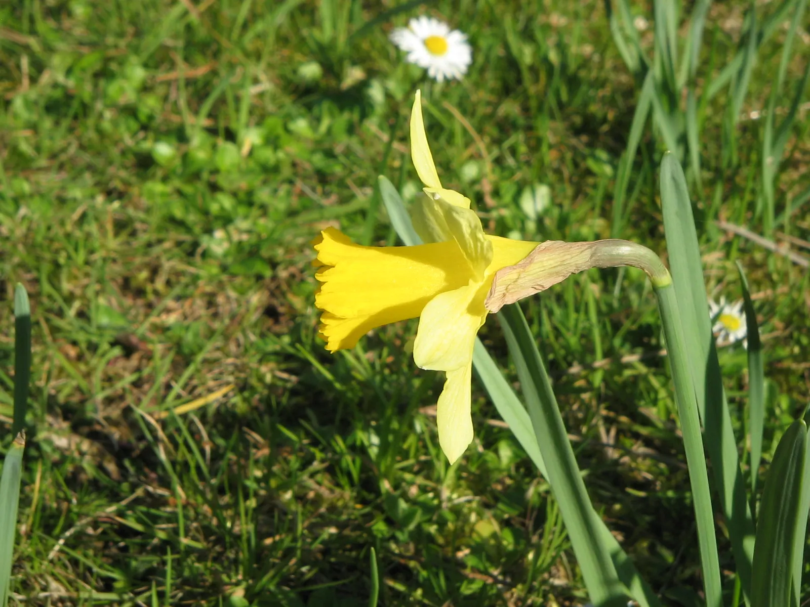Daffodil, Trumpet Narcissus (Narcissus Pseudonarcissus) — often featuring a contrasting ring at the corona's mouth.<br><br>Equipped for USDA, image 148