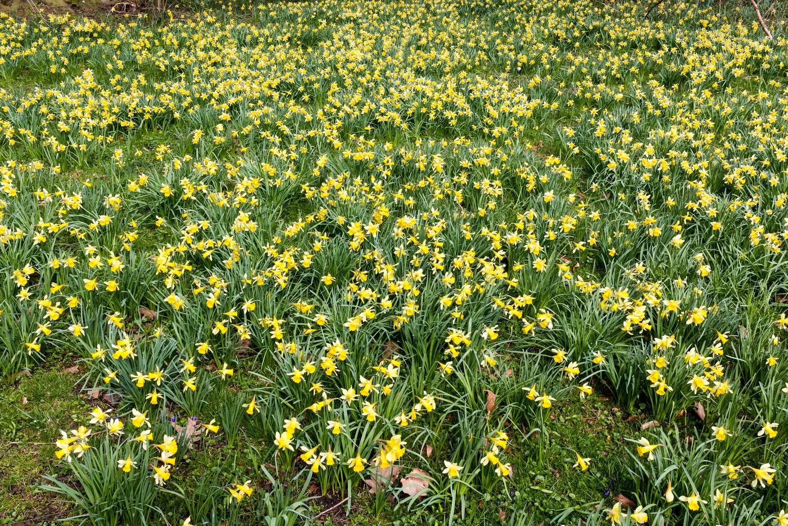 Daffodil, Trumpet Narcissus (Narcissus Pseudonarcissus) — Blooms appear in early to mid-spring, offering a delightful herald to the season's onset, image 112