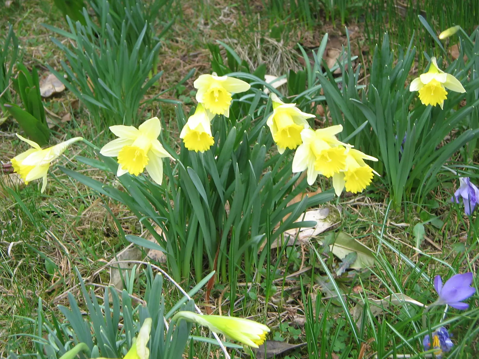 Daffodil, Trumpet Narcissus (Narcissus Pseudonarcissus) — encircled by six petal-like tepals; these flowers are an excellent choice for gardens, image 92