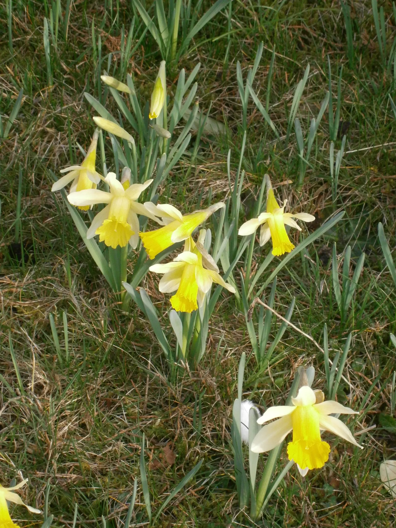 Daffodil, Trumpet Narcissus (Narcissus Pseudonarcissus) — encircled by six petal-like tepals
