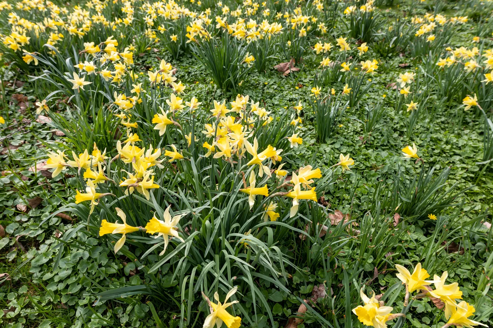 Daffodil, Trumpet Narcissus (Narcissus Pseudonarcissus) — encircled by six petal-like tepals; these flowers are an excellent choice for gardens, image 65