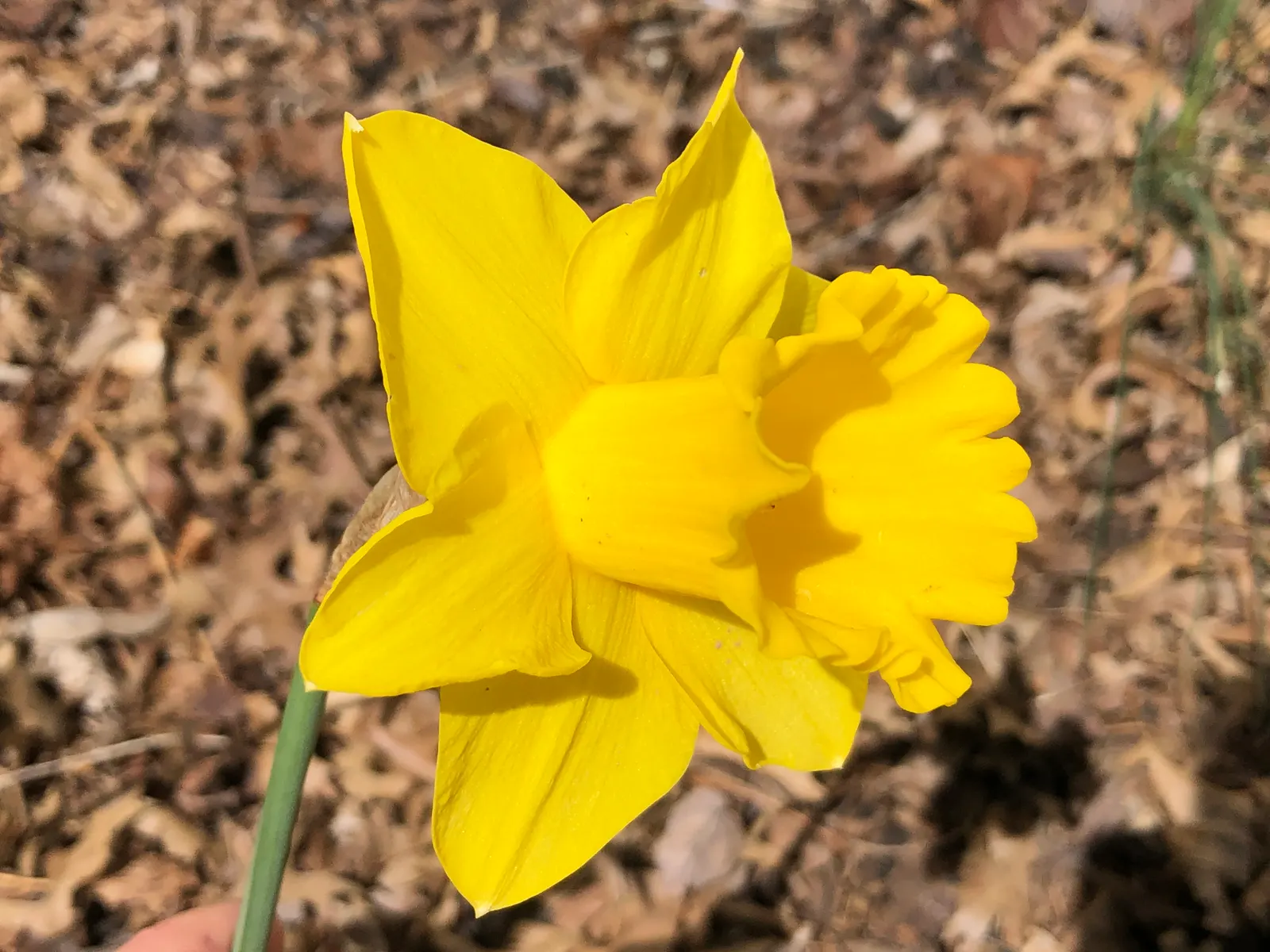 Daffodil, Trumpet Narcissus (Narcissus Pseudonarcissus) — often featuring a contrasting ring at the corona's mouth.<br><br>Equipped for USDA, image 40