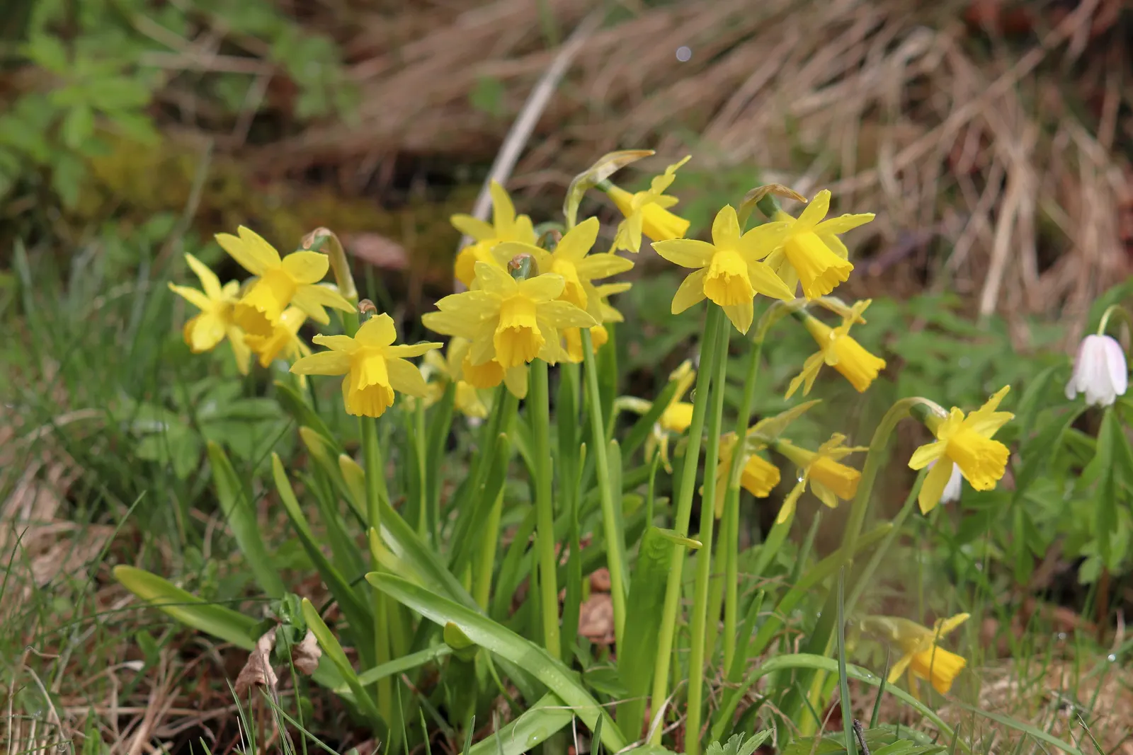 Daffodil, Trumpet Narcissus (Narcissus Pseudonarcissus) — set atop sturdy stalks that can reach up to 16 to 20 inches in height; is a perennial, image 63