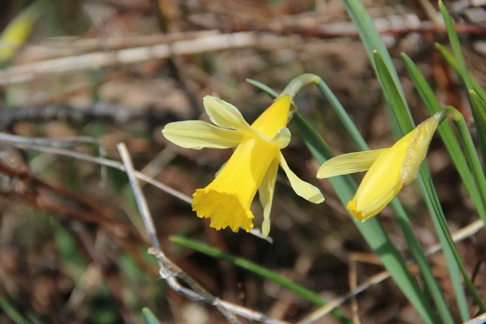 Daffodil, Trumpet Narcissus (Narcissus Pseudonarcissus) — This classic emblem of spring boasts blooms typically measuring up to 4 inches across, image 143