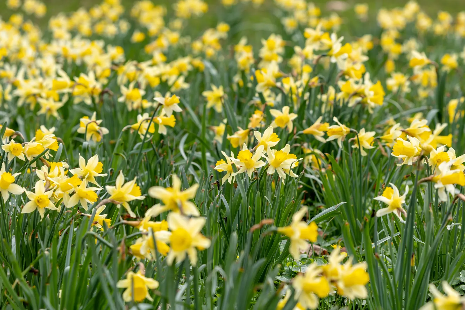 Daffodil, Trumpet Narcissus (Narcissus Pseudonarcissus) — simply deadhead spent flowers while allowing foliage to die back naturally; prior to the, image 76