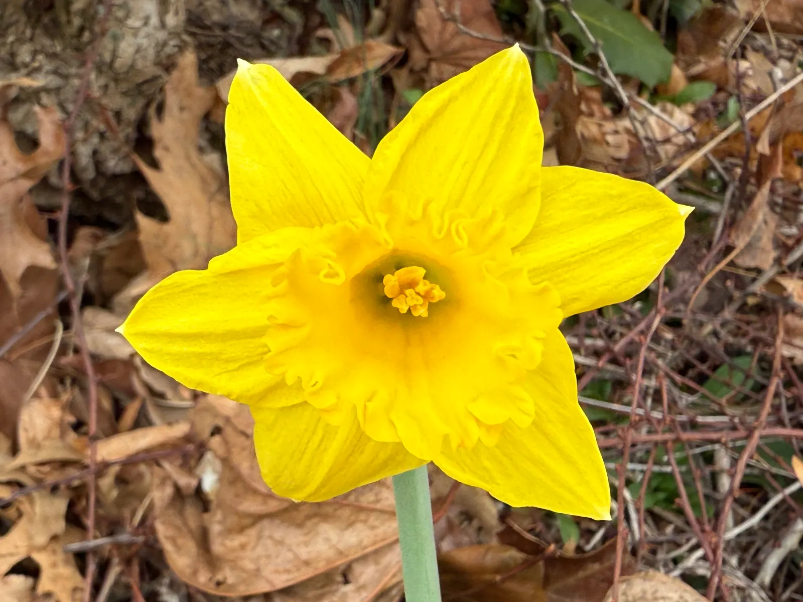 Daffodil, Trumpet Narcissus (Narcissus Pseudonarcissus) — is a perennial spring bloomer that commands attention with its iconic; with colors, image 114
