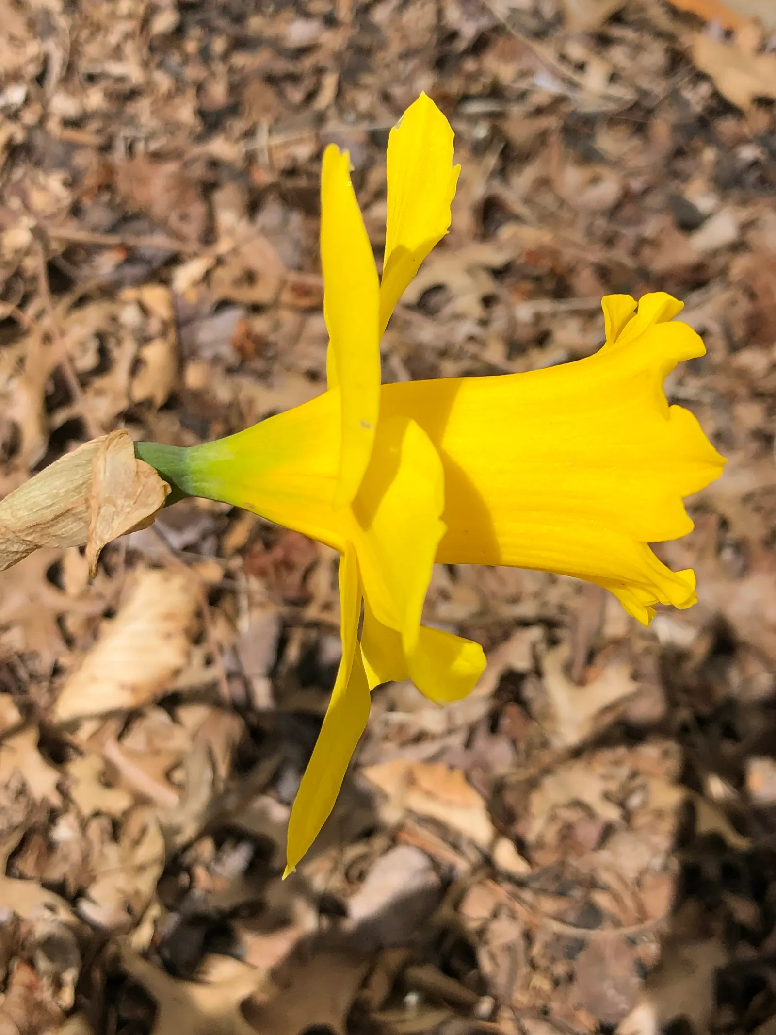 Daffodil, Trumpet Narcissus (Narcissus Pseudonarcissus) — With a spread of approximately 4 to 6 inches; planting bulbs at a depth of about 6 to 8, image 126