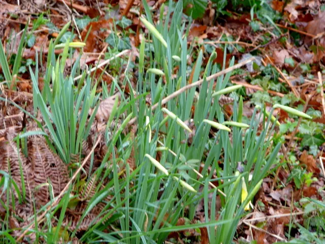 Daffodil, Trumpet Narcissus (Narcissus Pseudonarcissus) — more commonly referred to as the Daffodil (Narcissus pseudonarcissus)