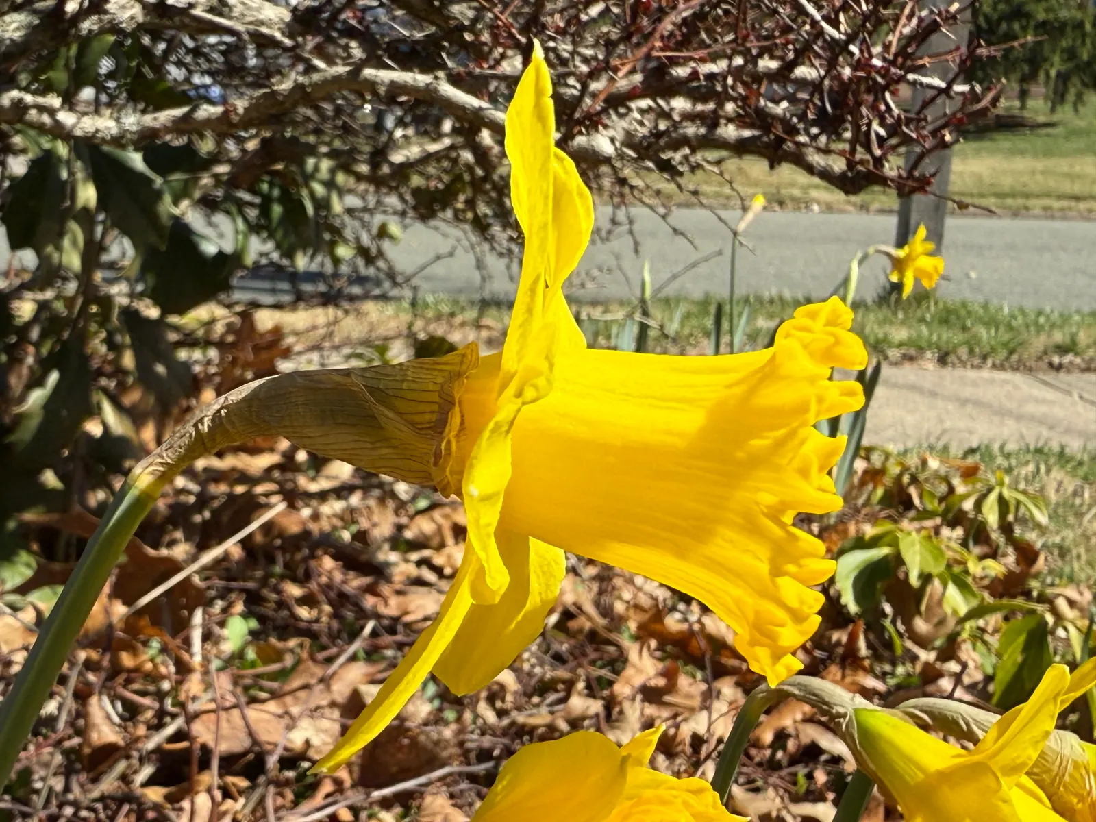 Daffodil, Trumpet Narcissus (Narcissus Pseudonarcissus) — Blooms appear in early to mid-spring, offering a delightful herald to the season's onset, image 139