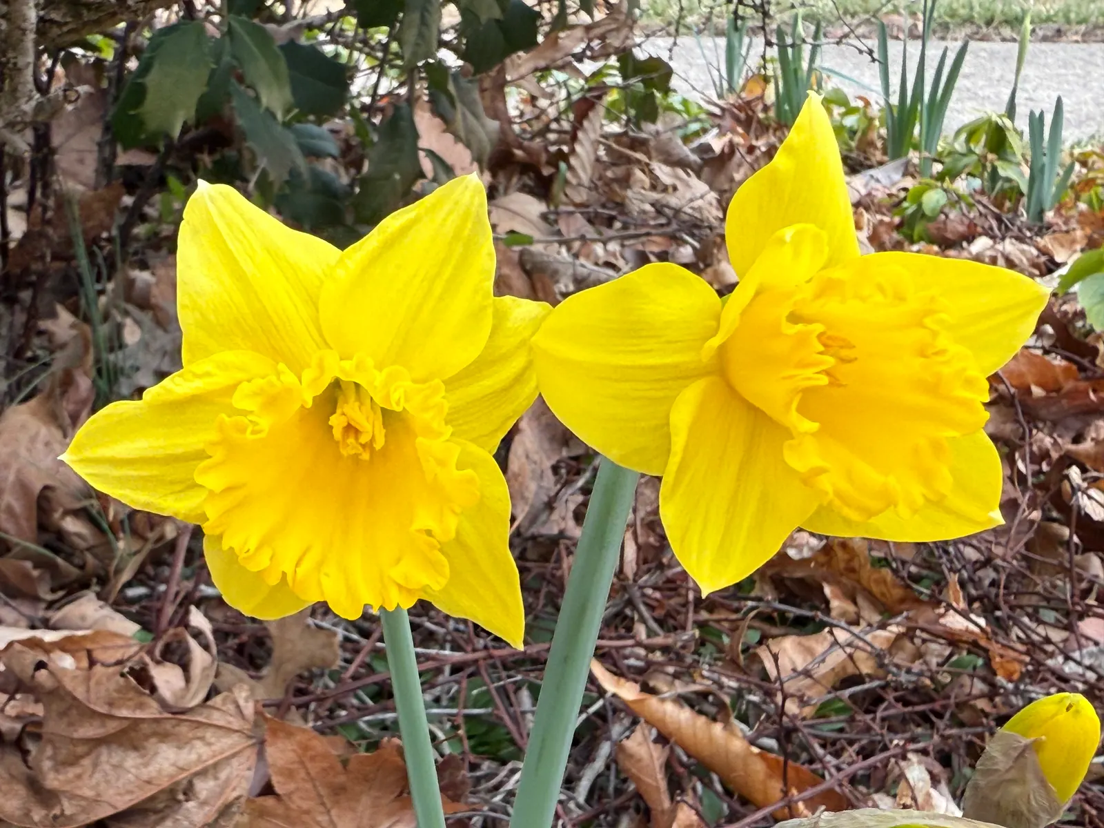 Daffodil, Trumpet Narcissus (Narcissus Pseudonarcissus) — Deer and rodent-resistant; simply deadhead spent flowers while allowing foliage to die, image 100