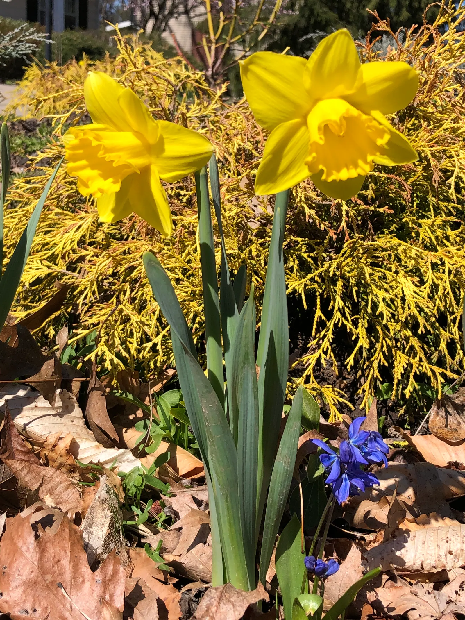 Daffodil, Trumpet Narcissus (Narcissus Pseudonarcissus) — set atop sturdy stalks that can reach up to 16 to 20 inches in height; is a perennial spring bloomer