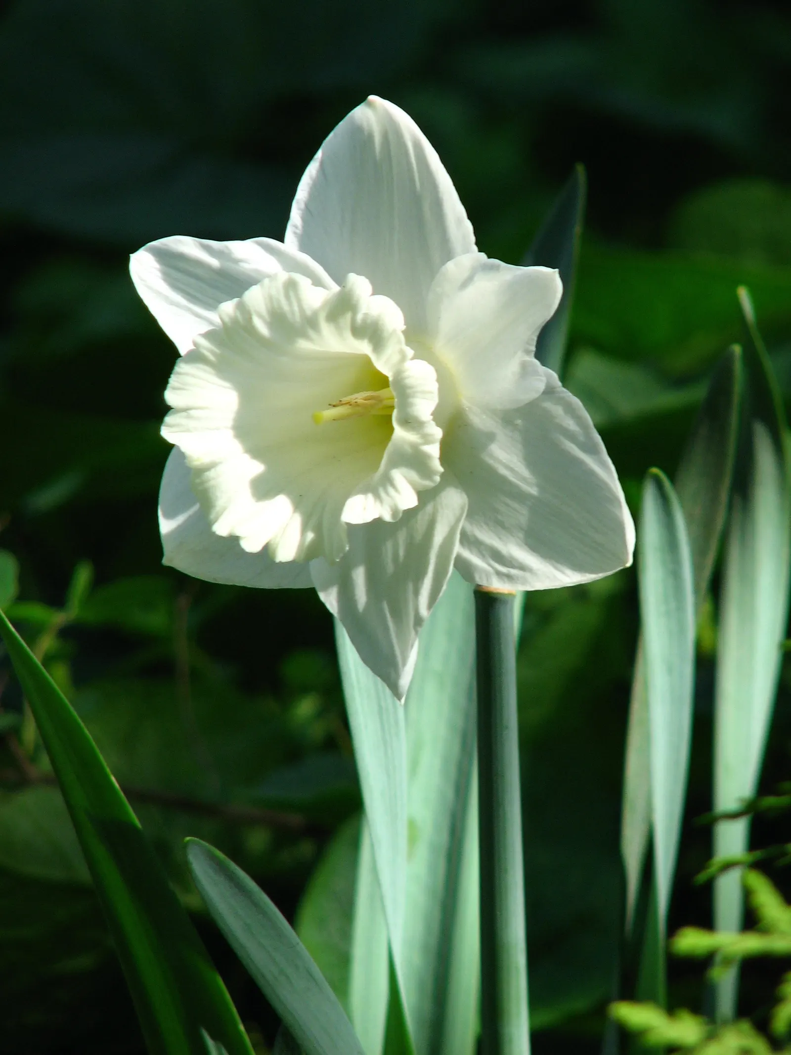 Daffodil, Trumpet Narcissus (Narcissus Pseudonarcissus) — more commonly referred to as the Daffodil (Narcissus pseudonarcissus), image 59