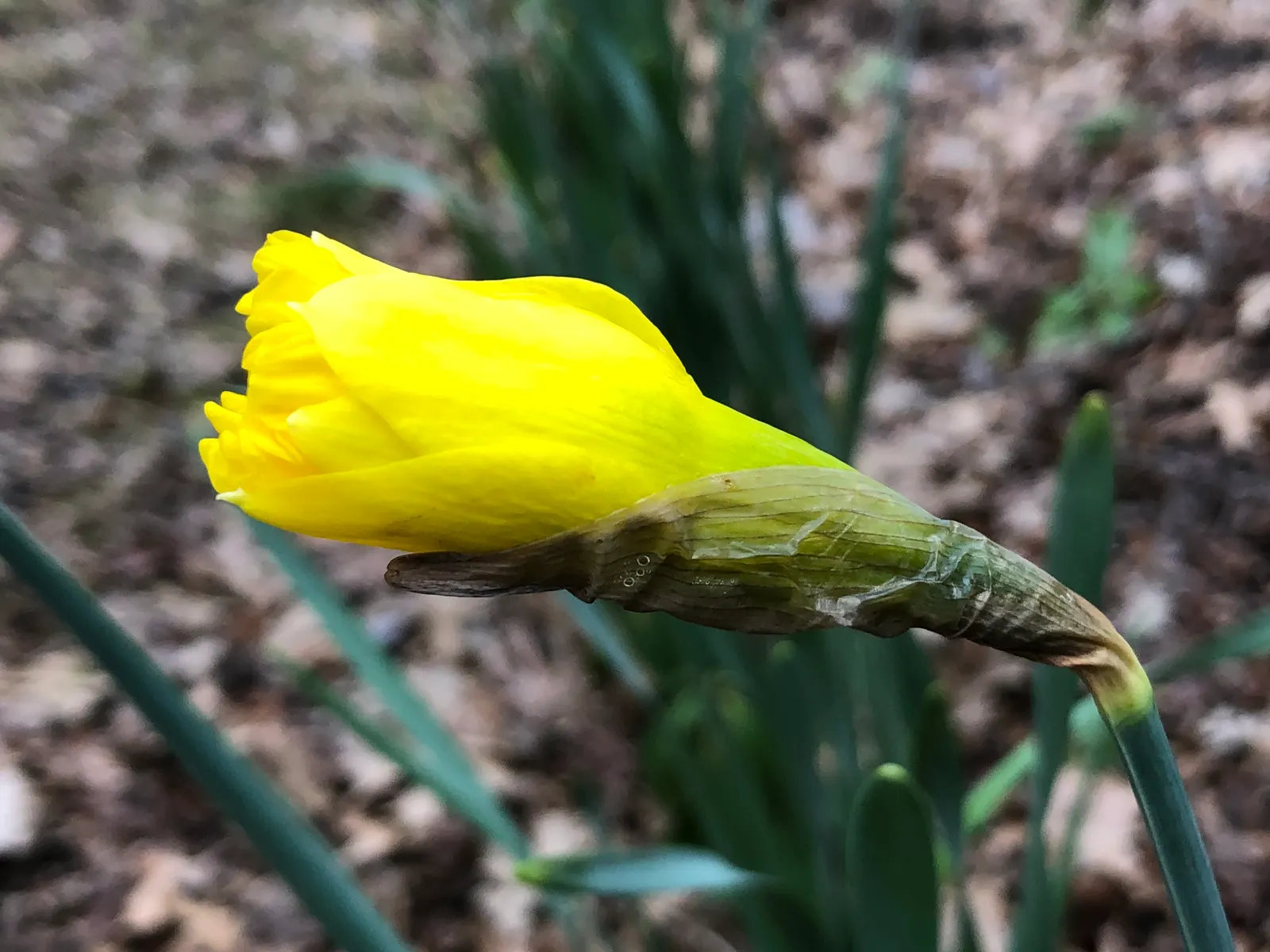 Daffodil, Trumpet Narcissus (Narcissus Pseudonarcissus) — planting bulbs at a depth of about 6 to 8 inches in the fall