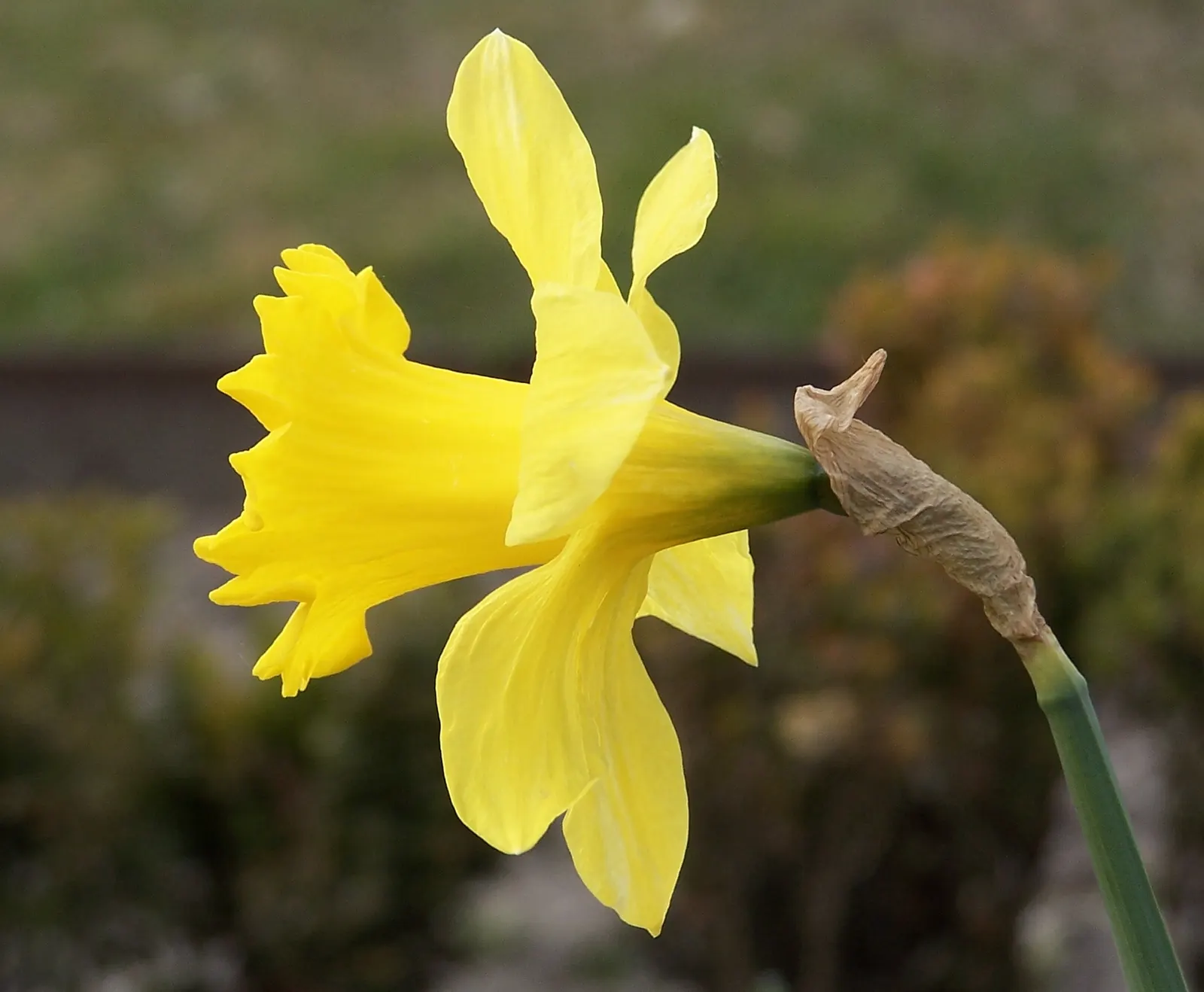 Daffodil, Trumpet Narcissus (Narcissus Pseudonarcissus) — white and yellow flowers in the garden; each flower consists of a central trumpet, image 133