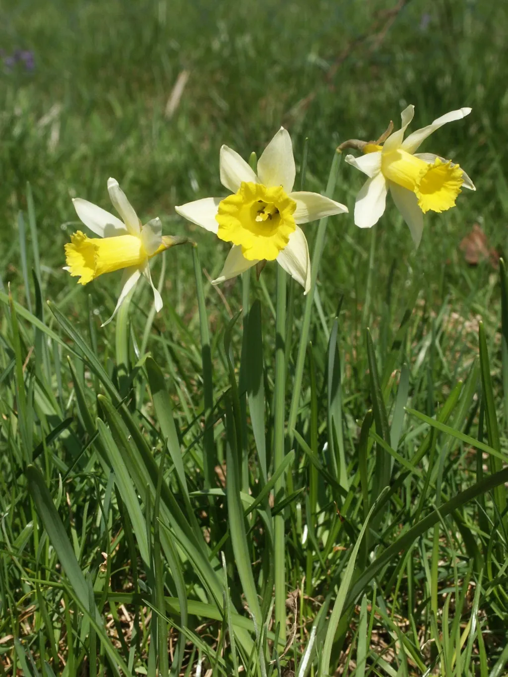 Daffodil, Trumpet Narcissus (Narcissus Pseudonarcissus) — set atop sturdy stalks that can reach up to 16 to 20 inches in height; is a perennial, image 144
