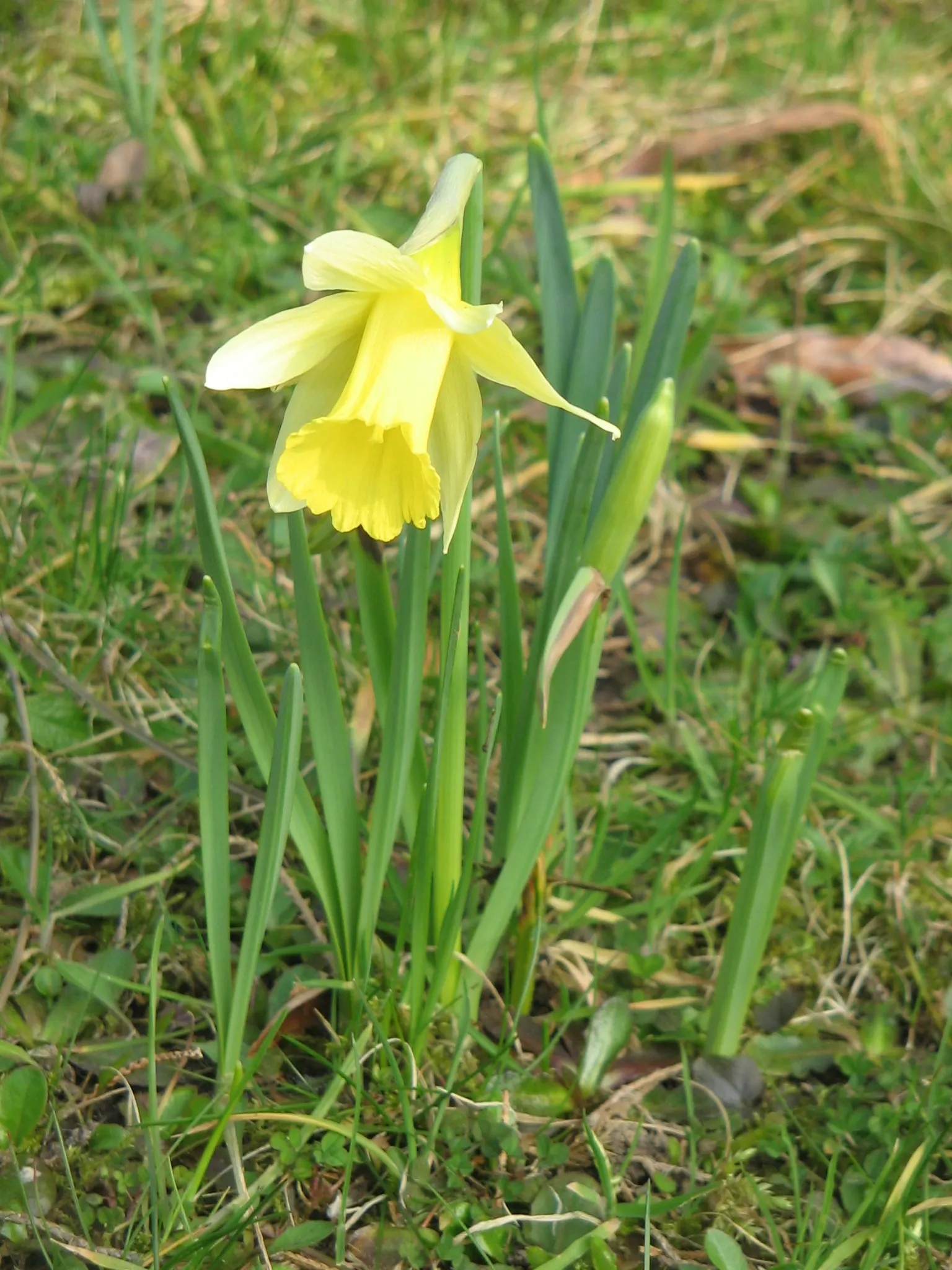 Daffodil, Trumpet Narcissus (Narcissus Pseudonarcissus) — securing their role as a low-maintenance yet striking fixture in the landscape
