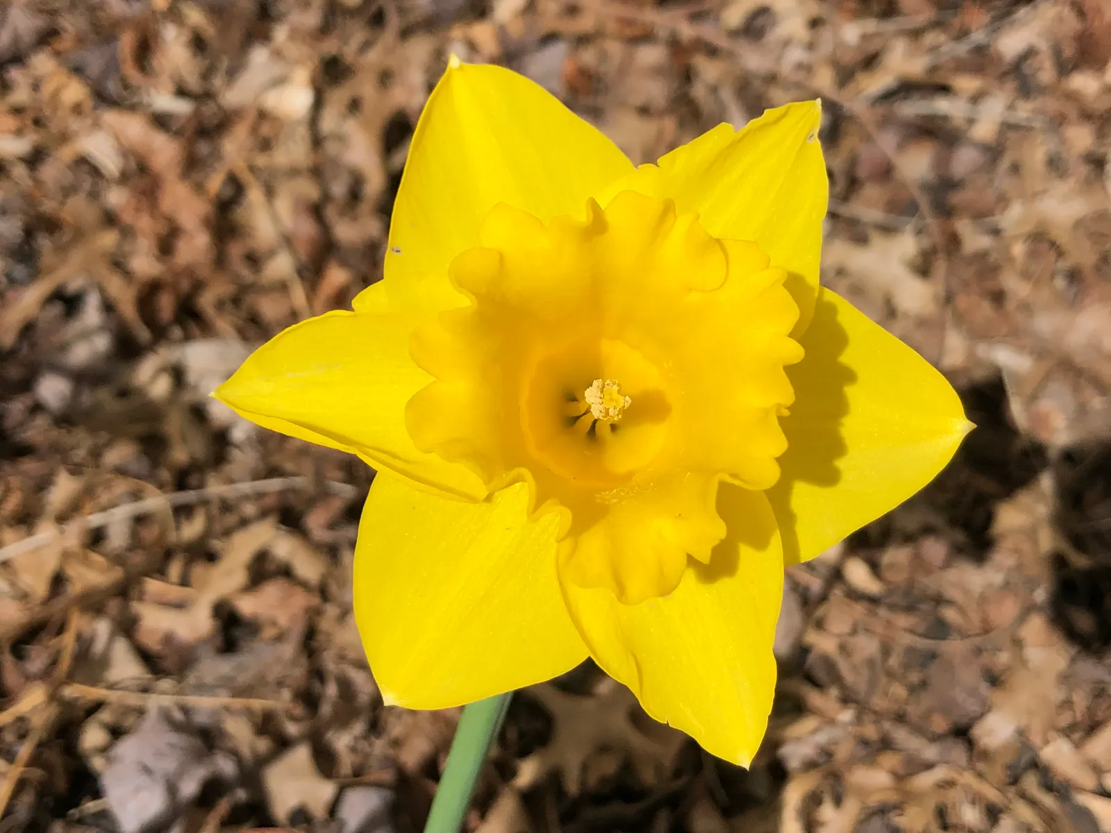 Daffodil, Trumpet Narcissus (Narcissus Pseudonarcissus) — planting bulbs at a depth of about 6 to 8 inches in the fall; maintenance is minimal, image 69