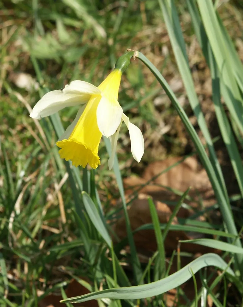 Daffodil, Trumpet Narcissus (Narcissus Pseudonarcissus) — Ideal for borders and naturalizing, it prefers full sun to partial shade and well-drained, image 138
