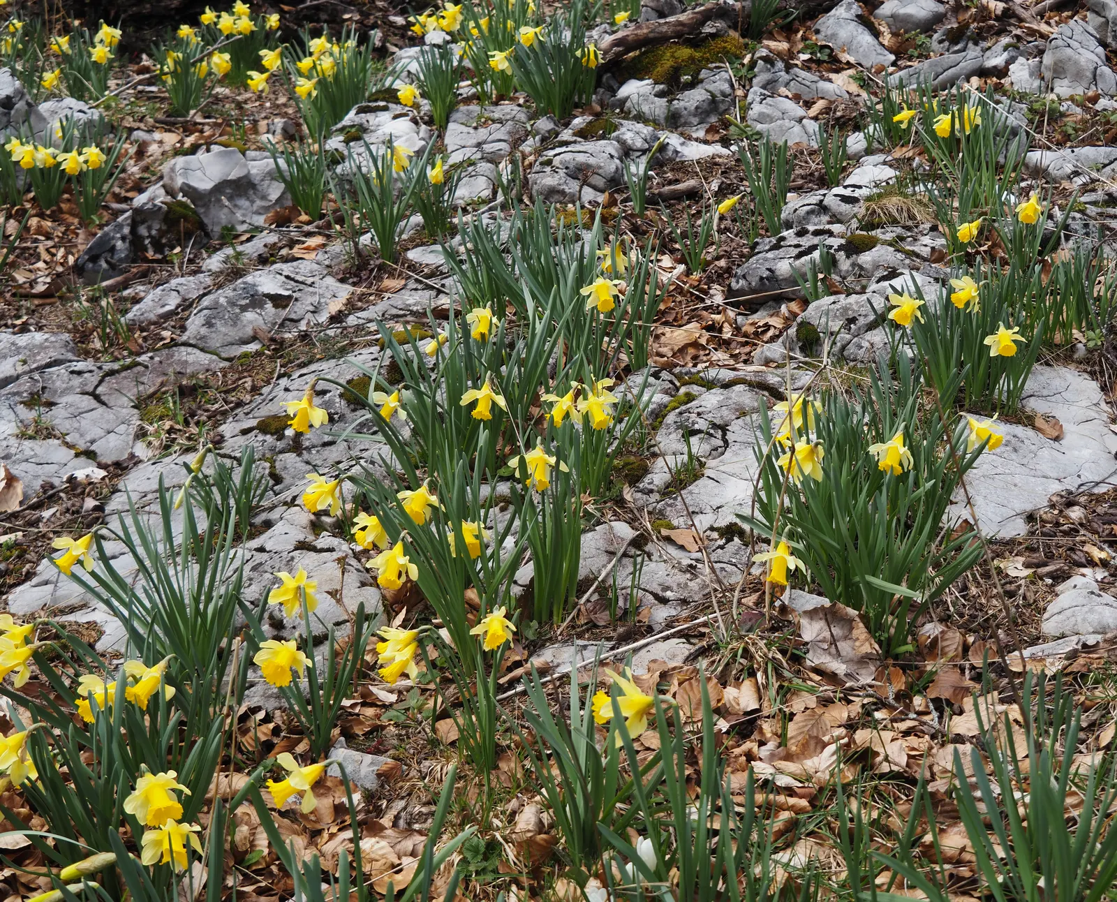 Daffodil, Trumpet Narcissus (Narcissus Pseudonarcissus) — Each flower consists of a central trumpet; often featuring a contrasting ring at the, image 64