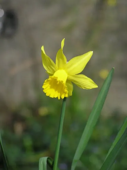 Daffodil, Trumpet Narcissus (Narcissus Pseudonarcissus) — will encourage a robust spring display; this classic emblem of spring boasts blooms, image 125