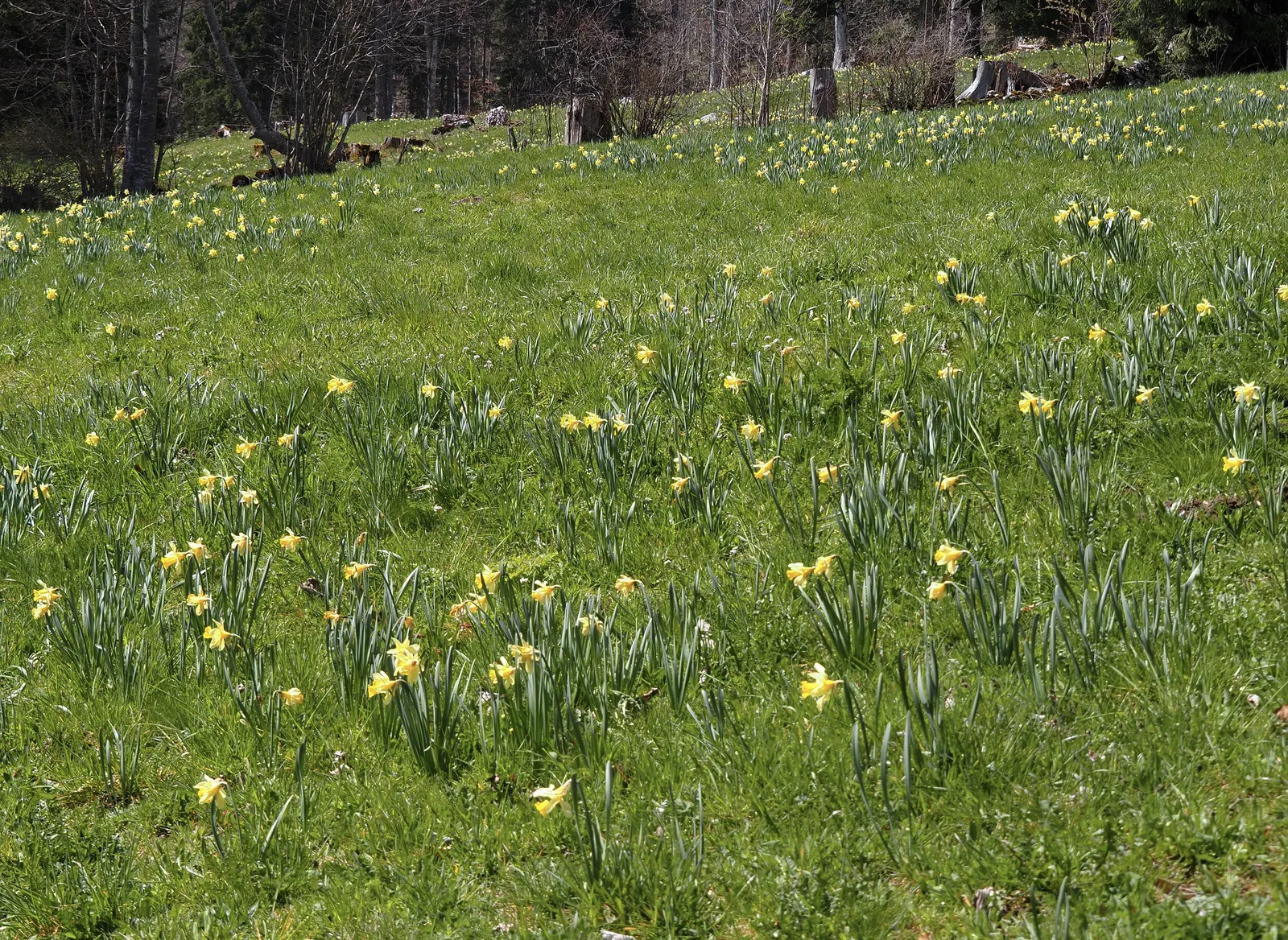 Daffodil, Trumpet Narcissus (Narcissus Pseudonarcissus) — with colors ranging from vibrant yellows to golden hues; bulb for full or half, image 93