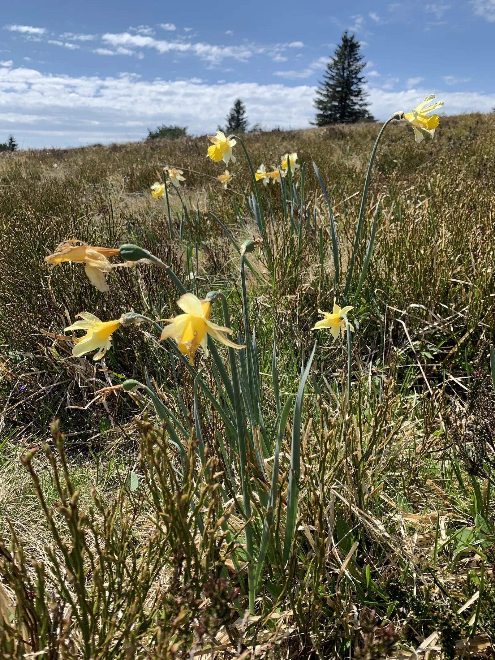 Daffodil, Trumpet Narcissus (Narcissus Pseudonarcissus) — with colors ranging from vibrant yellows to golden hues; bulb for full or half, image 147