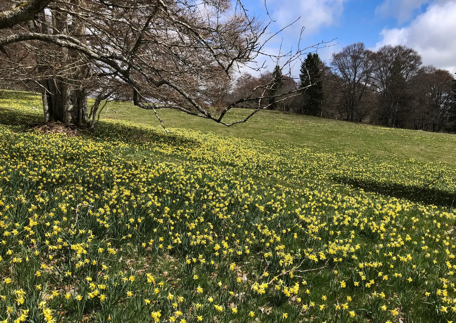 Daffodil, Trumpet Narcissus (Narcissus Pseudonarcissus) — prior to the ground freezing; the Trumpet Narcissus (Narcissus pseudonarcissus) is a, image 124