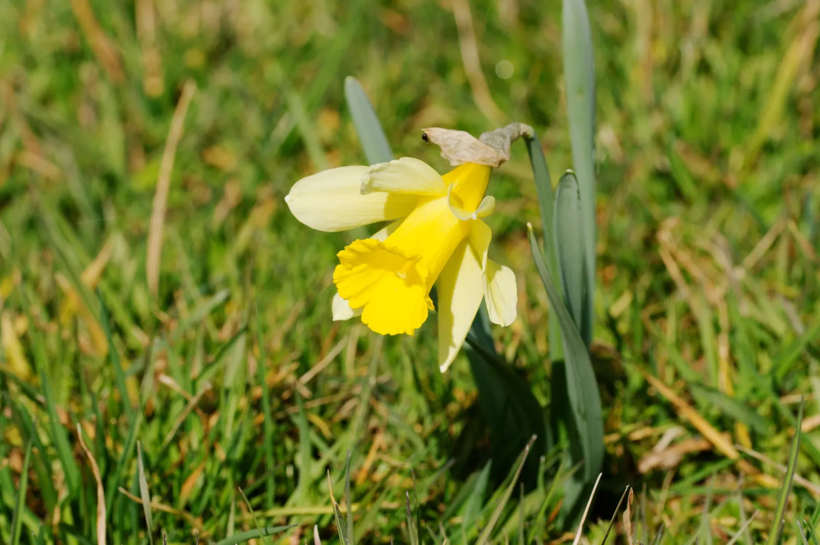 Daffodil, Trumpet Narcissus (Narcissus Pseudonarcissus) — Deer and rodent-resistant
