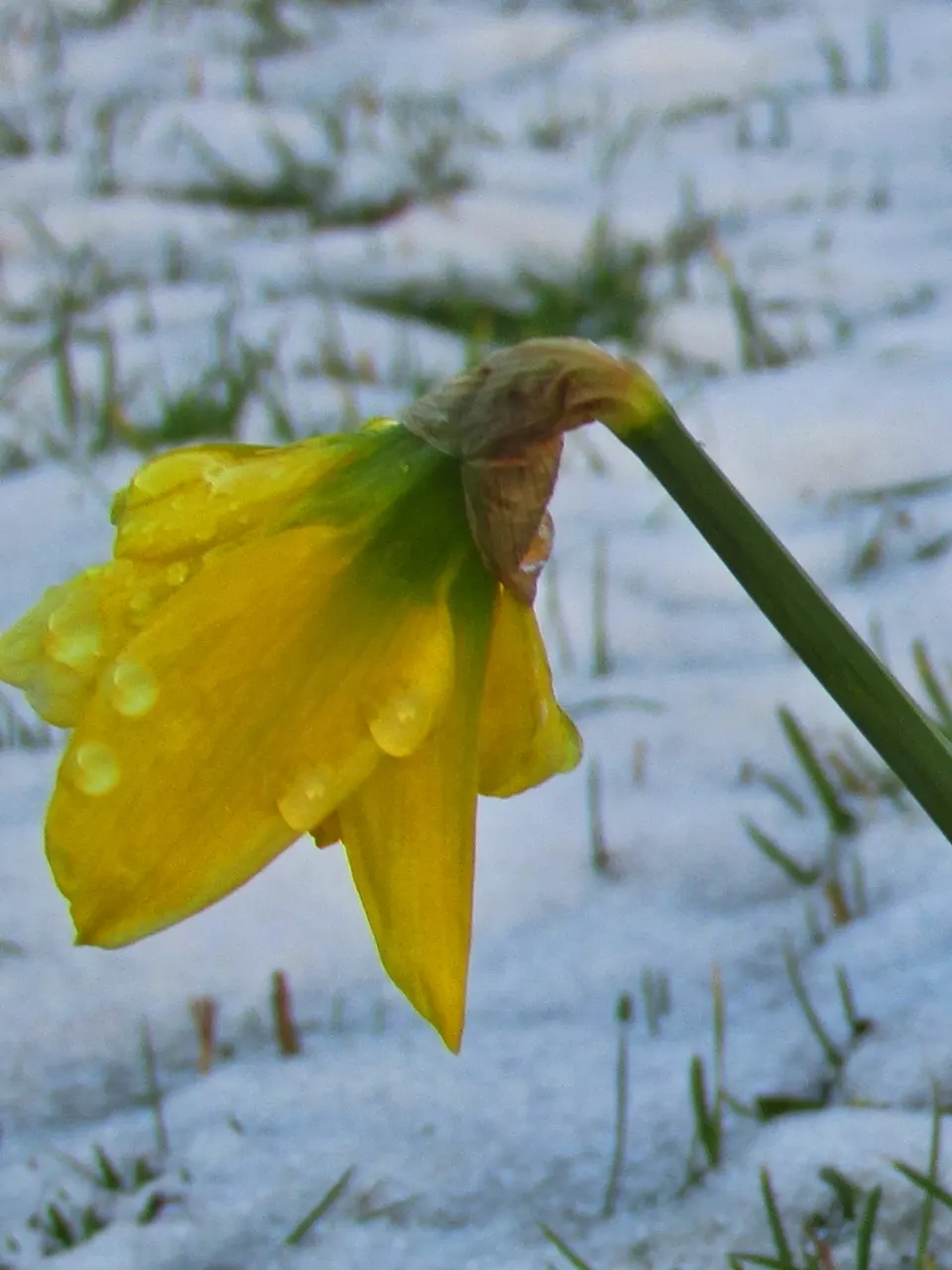 Daffodil, Trumpet Narcissus (Narcissus Pseudonarcissus) — Ideal for borders and naturalizing, it prefers full sun to partial shade and well-drained soil