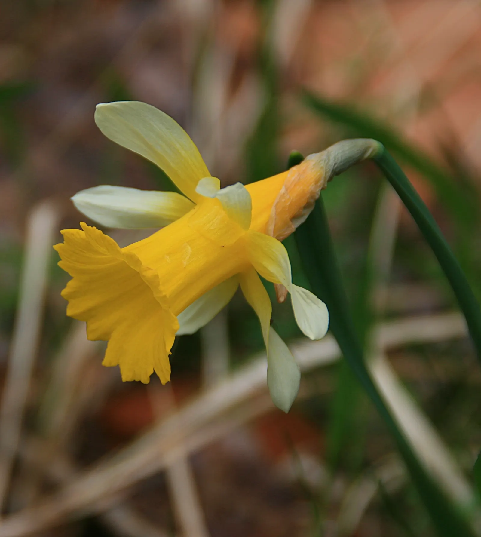 Daffodil, Trumpet Narcissus (Narcissus Pseudonarcissus) — prior to the ground freezing