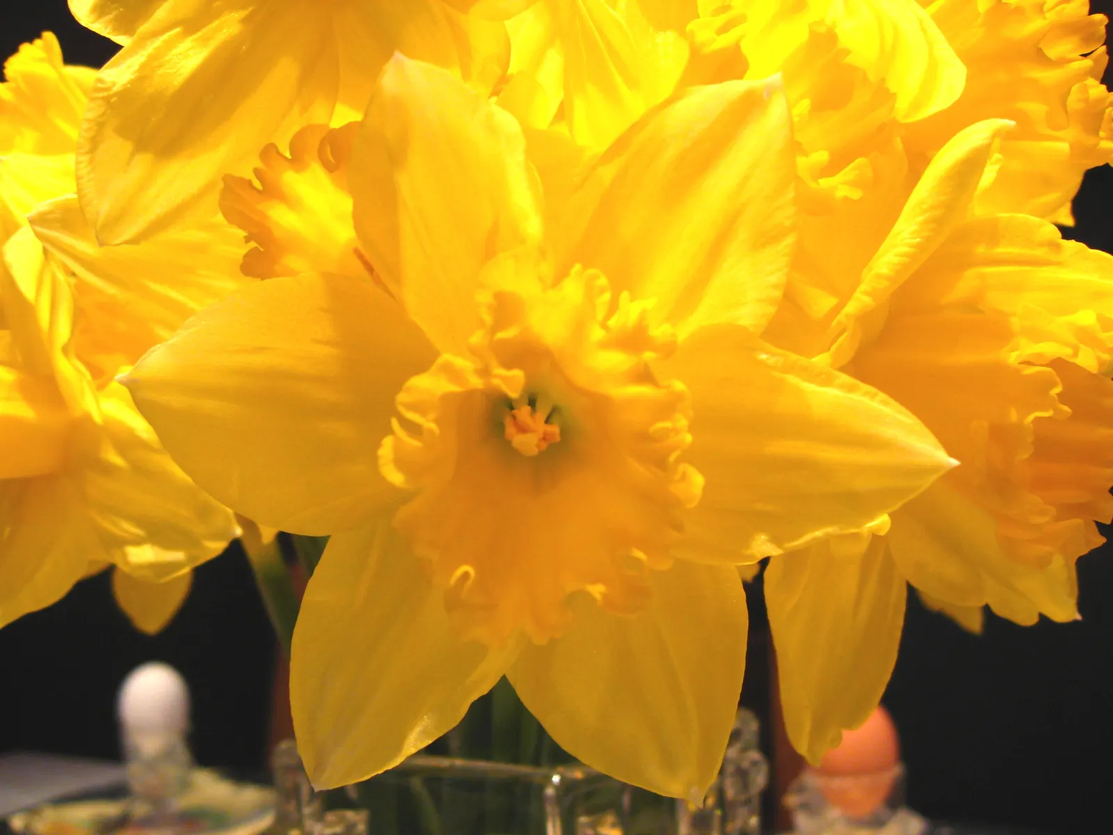 Daffodil, Trumpet Narcissus (Narcissus Pseudonarcissus) — with colors ranging from vibrant yellows to golden hues