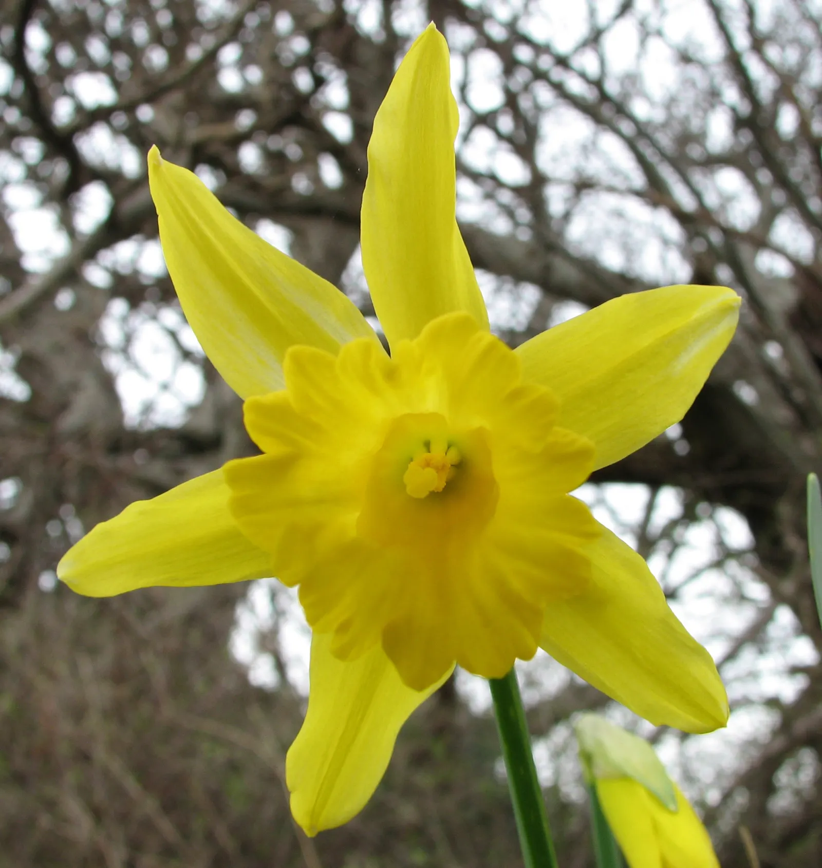 Daffodil, Trumpet Narcissus (Narcissus Pseudonarcissus) — will encourage a robust spring display; this classic emblem of spring boasts blooms, image 71