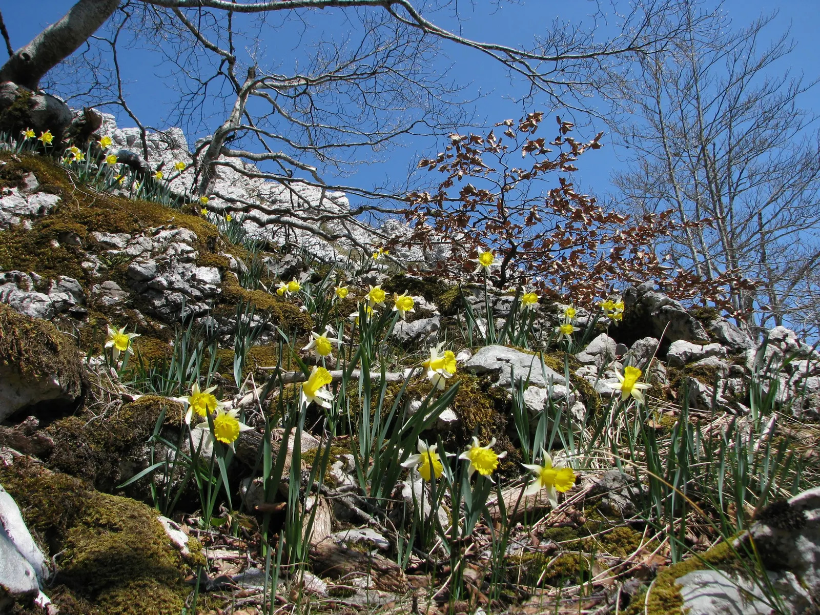 Daffodil, Trumpet Narcissus (Narcissus Pseudonarcissus) — Each flower consists of a central trumpet; often featuring a contrasting ring at the corona's