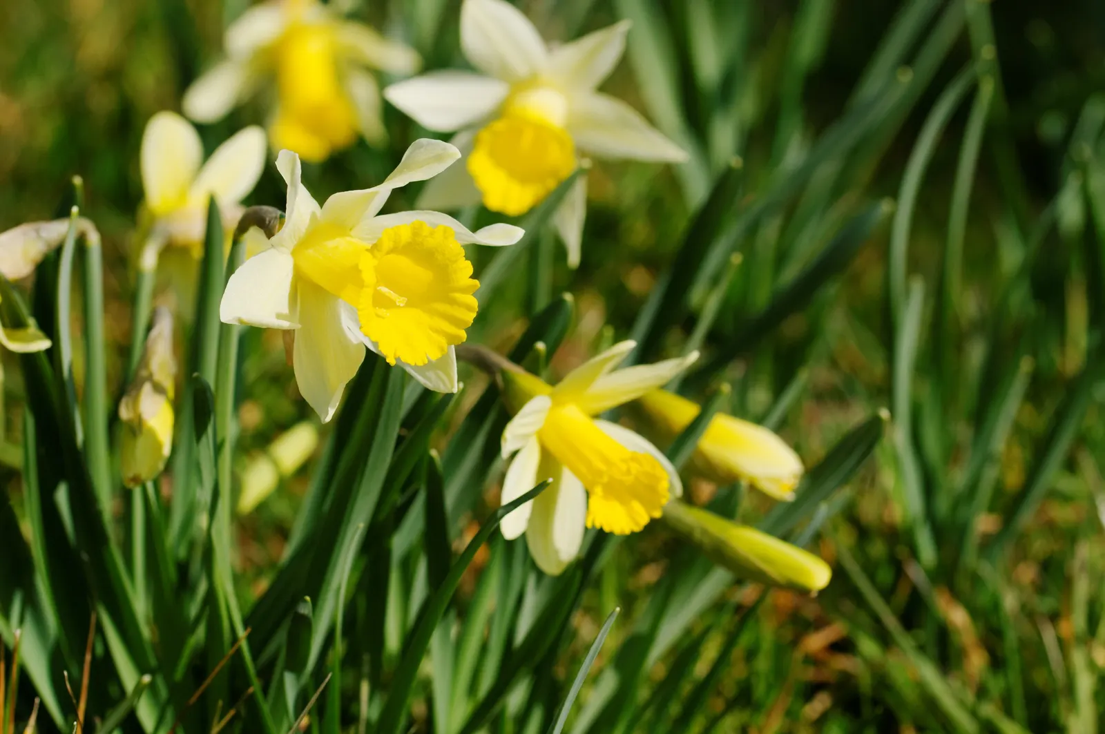 Daffodil, Trumpet Narcissus (Narcissus Pseudonarcissus) — prior to the ground freezing; the Trumpet Narcissus (Narcissus pseudonarcissus) is a vibrant perennial