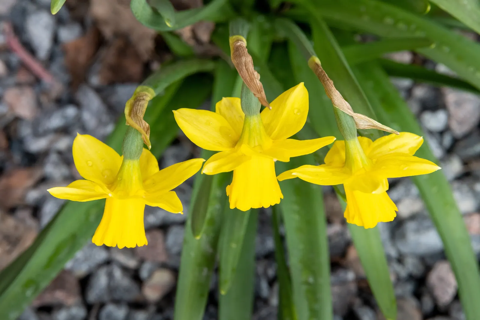 Daffodil, Trumpet Narcissus (Narcissus Pseudonarcissus) — white and yellow flowers in the garden; each flower consists of a central trumpet, image 79