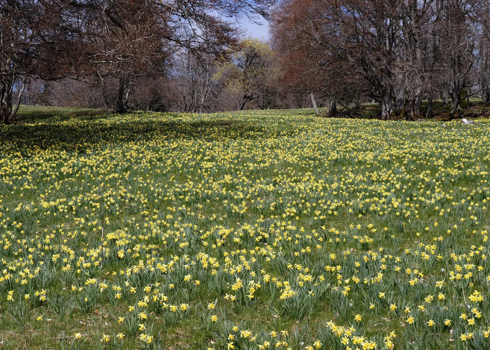 Daffodil, Trumpet Narcissus (Narcissus Pseudonarcissus) — often featuring a contrasting ring at the corona's mouth.<br><br>Equipped for USDA, image 67