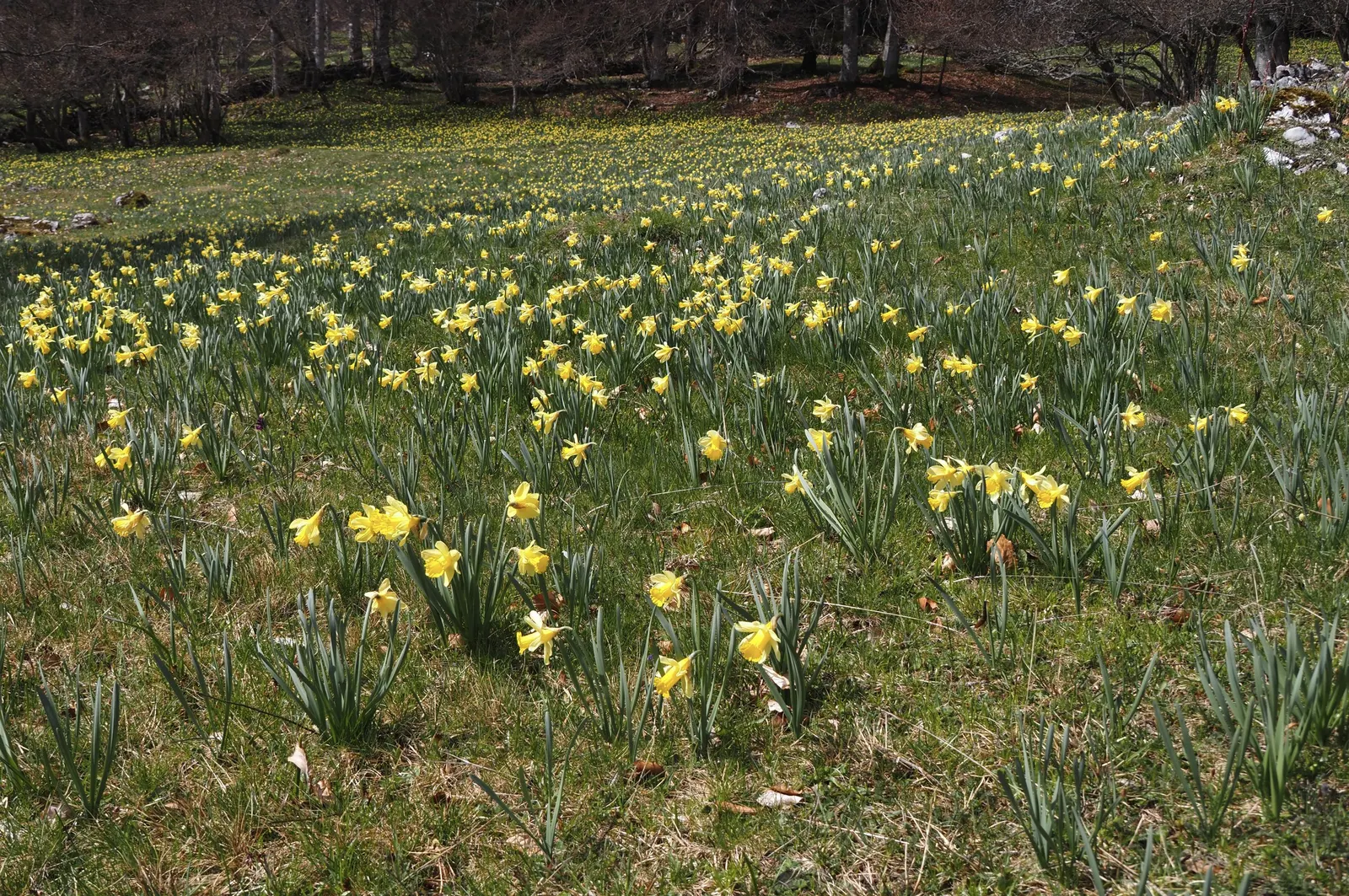 Daffodil, Trumpet Narcissus (Narcissus Pseudonarcissus) — bulb with white and yellow blooms; will encourage a robust spring display, image 134