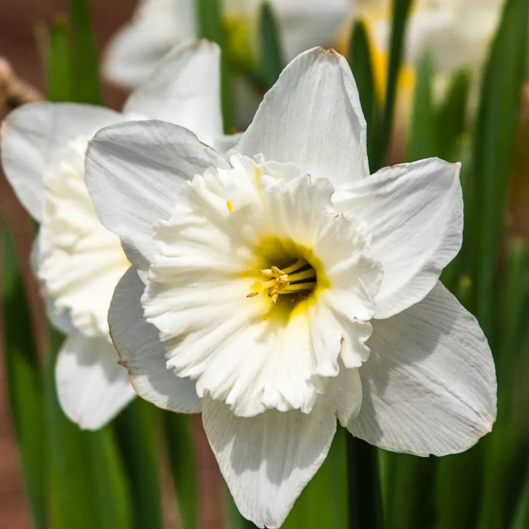 Daffodil, Trumpet Narcissus (Narcissus Pseudonarcissus) — The Trumpet Narcissus (Narcissus pseudonarcissus) is a vibrant perennial; blooms appear, image 136