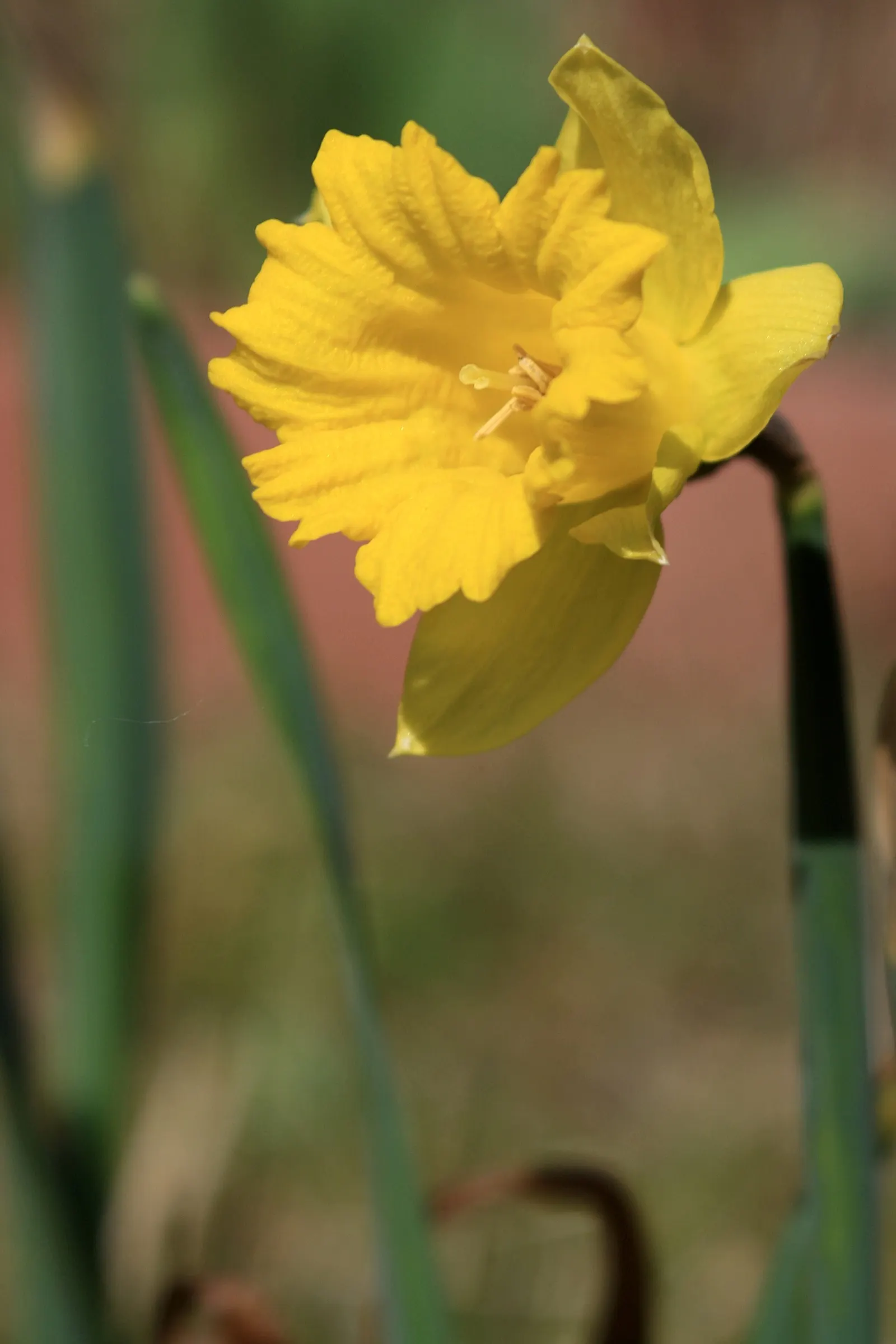 Daffodil, Trumpet Narcissus (Narcissus Pseudonarcissus) — planting bulbs at a depth of about 6 to 8 inches in the fall; maintenance is minimal - after blooming
