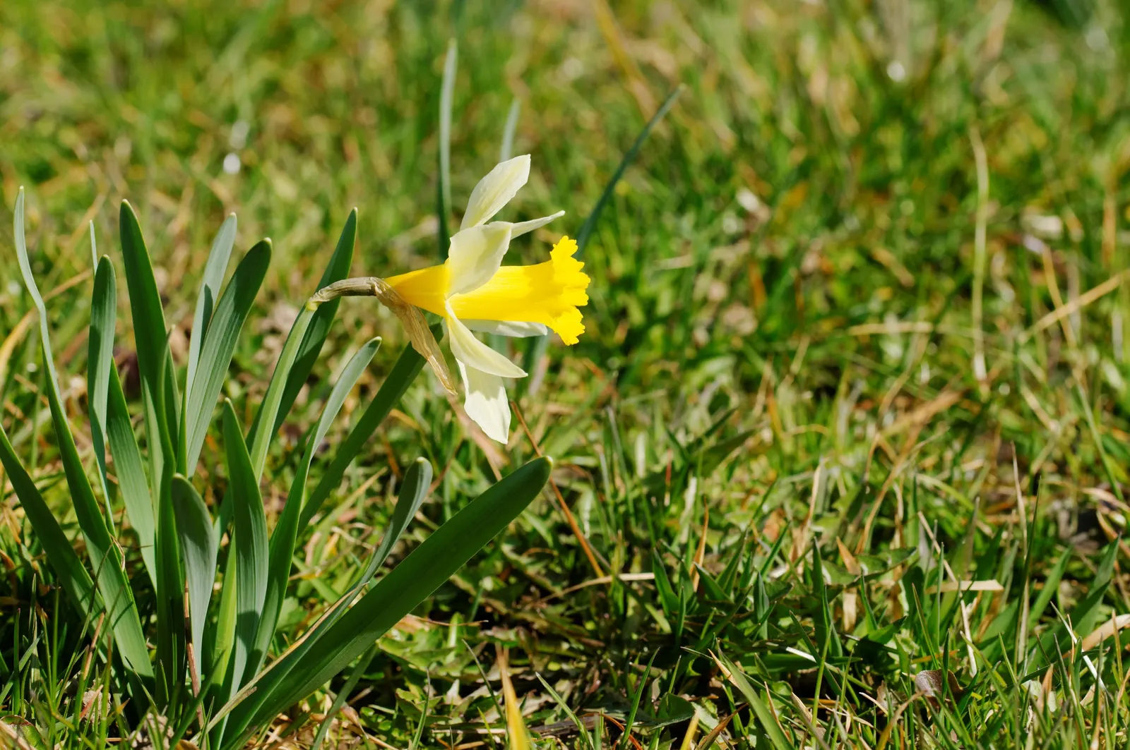 Daffodil, Trumpet Narcissus (Narcissus Pseudonarcissus) — white and yellow flowers in the garden; each flower consists of a central trumpet