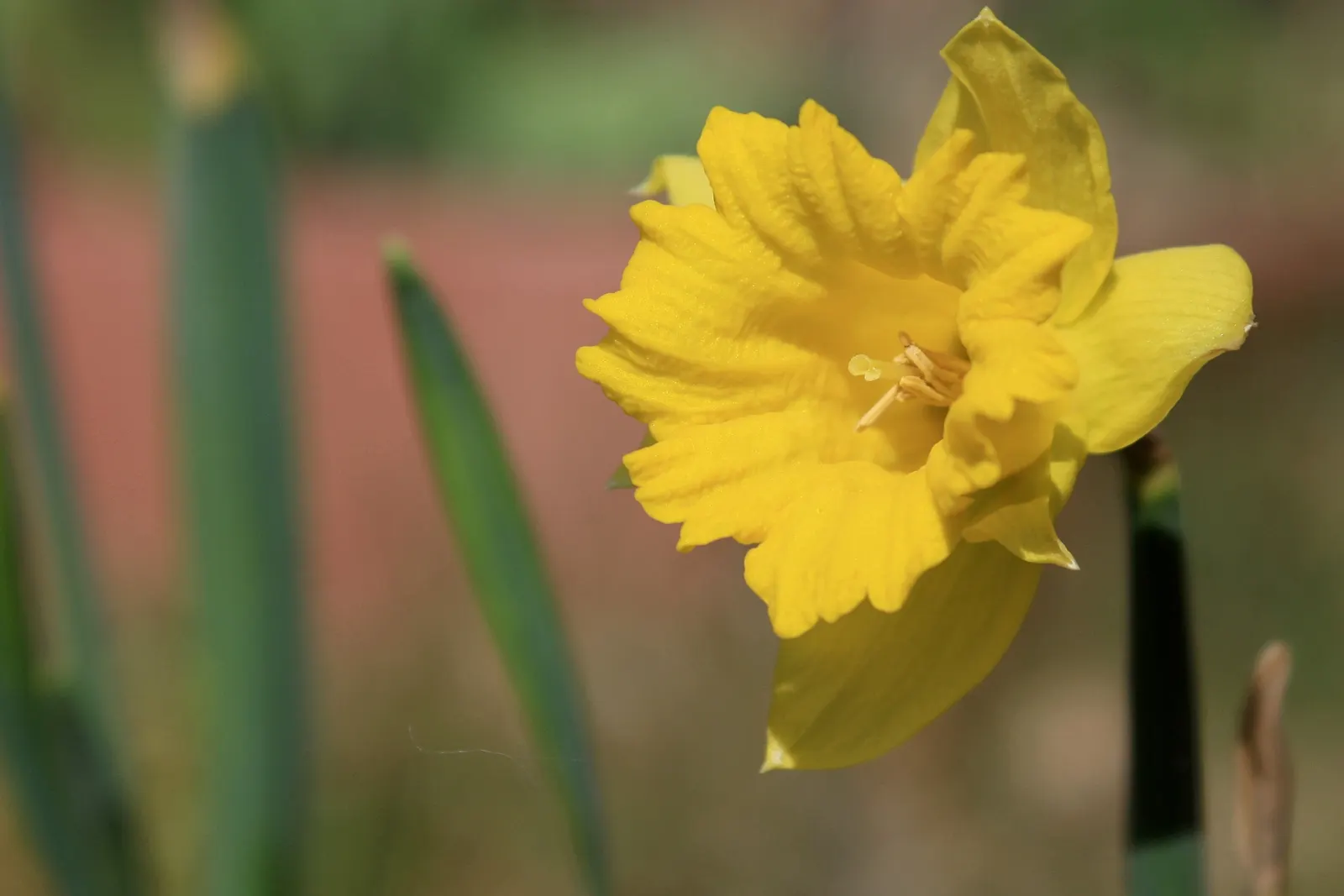 Daffodil, Trumpet Narcissus (Narcissus Pseudonarcissus) — is a perennial spring bloomer that commands attention with its iconic; with colors ranging from