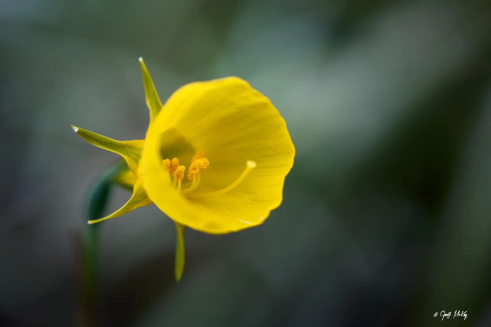 Daffodil, Trumpet Narcissus (Narcissus Pseudonarcissus) — often featuring a contrasting ring at the corona's mouth.<br><br>Equipped for USDA, image 94
